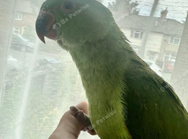 Handreared indian ringenck baby parrot