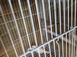 2x zebra finch hens