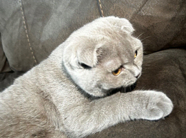 Beautiful 5-Month-Old Scottish Fold Female