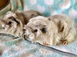 Baby Peruvian brothers