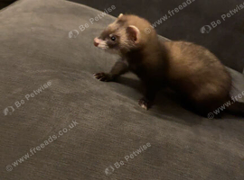Polecat for sale