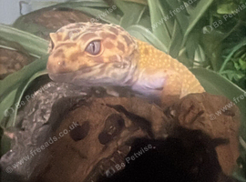 Leopard gecko!