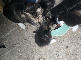 Kitten for sale