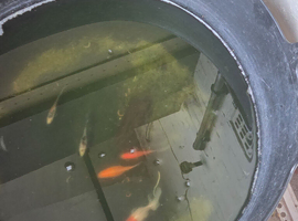 Goldfish
