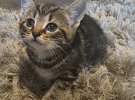 Very cute kittens mixed breed
