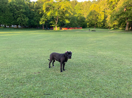 CANE CORSO