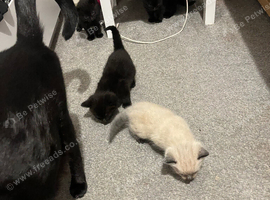 Kittens