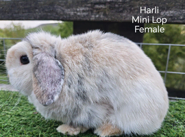 Various Adult Min Lops
