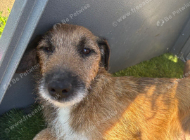 9 beautiful border terrier x Lakeland puppies for sale