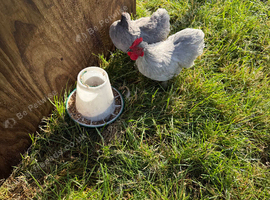 Pair of lavender pekin bantams