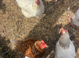 3 chickens
