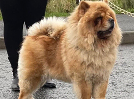 Female 4y old chow