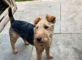 Lakeland terrier