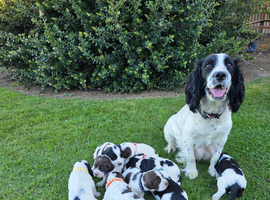 DNA Tested Clear Springer Spaniel Puppies