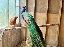 4 year old Male peacock