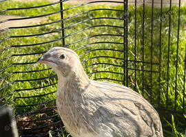 PET young quails