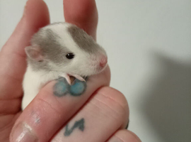 Rats available soon