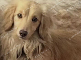 Stunning cream long haired mini
