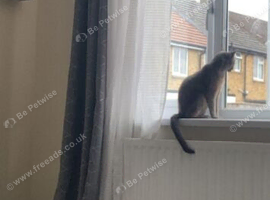 Blue Russian mix Cat