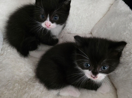 Bhs mixed kittens