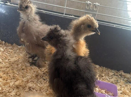 4 unsexed USA Silkie chicks