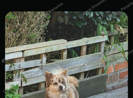 2 year old pomeranian x