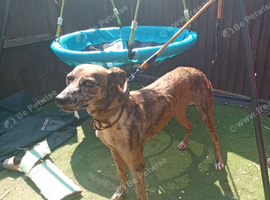 Female lurcher