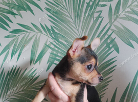 Lovely little mixed breed pup