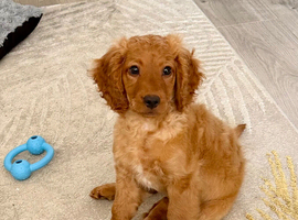 11 weeks smooth cockapoo