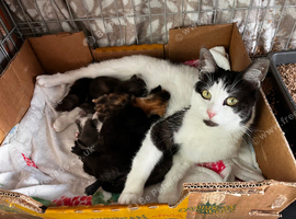 Beautiful kittens looking for there forever homes