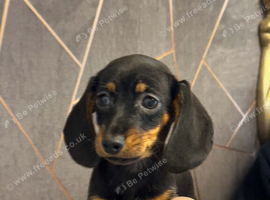 Miniature dachshund