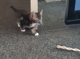 Two kittens for sale