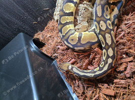 CB22 Pastel Female Royal Python
