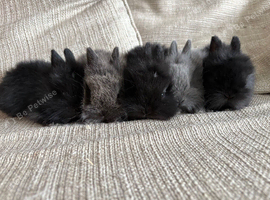lion heads Rabbits