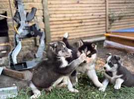 Siberian husky puppies