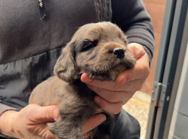 Adorable cocker spaniel puppies