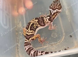 Baby leopard gecko available in 4 weeks!