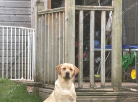 Barney 11month old lab