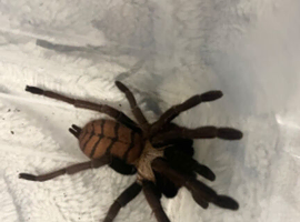 Indian violet tarantula