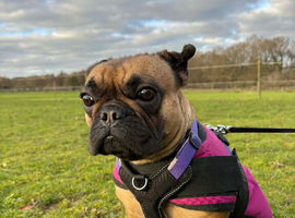 Stud wanted for Bonnie