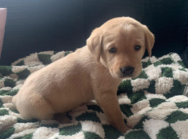 PREMIUM KC REG YELLOW LABRADOR RETRIEVER PUPPIES