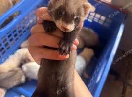 Ferret kits