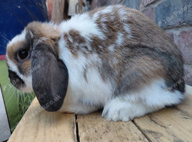 Dwarf lop youngsters