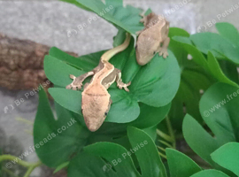 Crested baby geckos