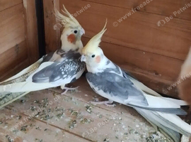 Pair of pied cockatiels