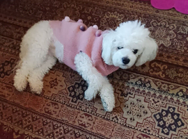 Bichon Frise for Sale &ndash; 3 Years Old
