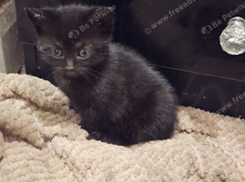 Two kittens available