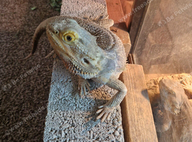 2 year old bearded dragon