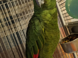 Yellow crested amazon parrot for sale