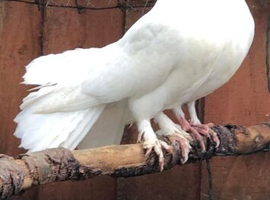 Fantail doves